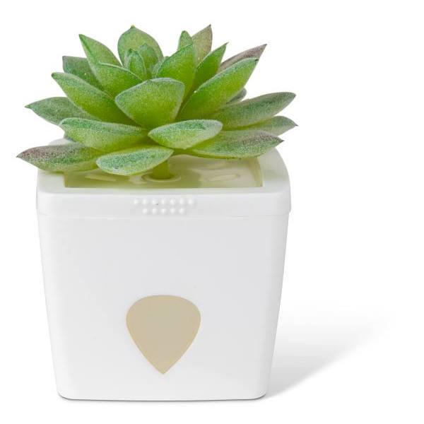 JT Eaton Zendozones Fruit Fly Trap, White Base, Tranquil Tabitha Case Of 6