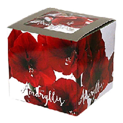Minerva Bulb Holiday Flower Bulb Kit - 12 Piece Display