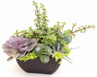 239972 Mixed Succulent Dish Garden With Fall Themed Decorative Floral Pick