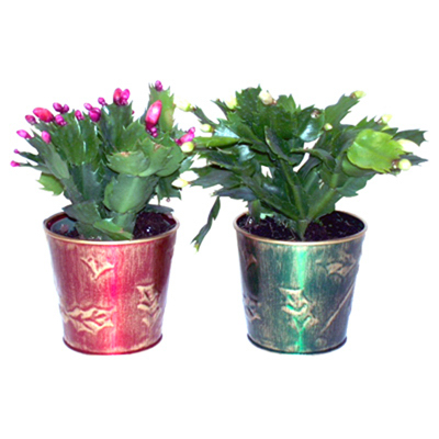 6 Inch Zygo Christmas Cactus Plant - Zyg047