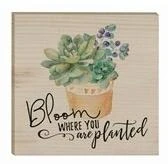 P. Graham Dunn Mgt0173 Bloom Where You Are Planted Succulent Plant Rustic Magnet