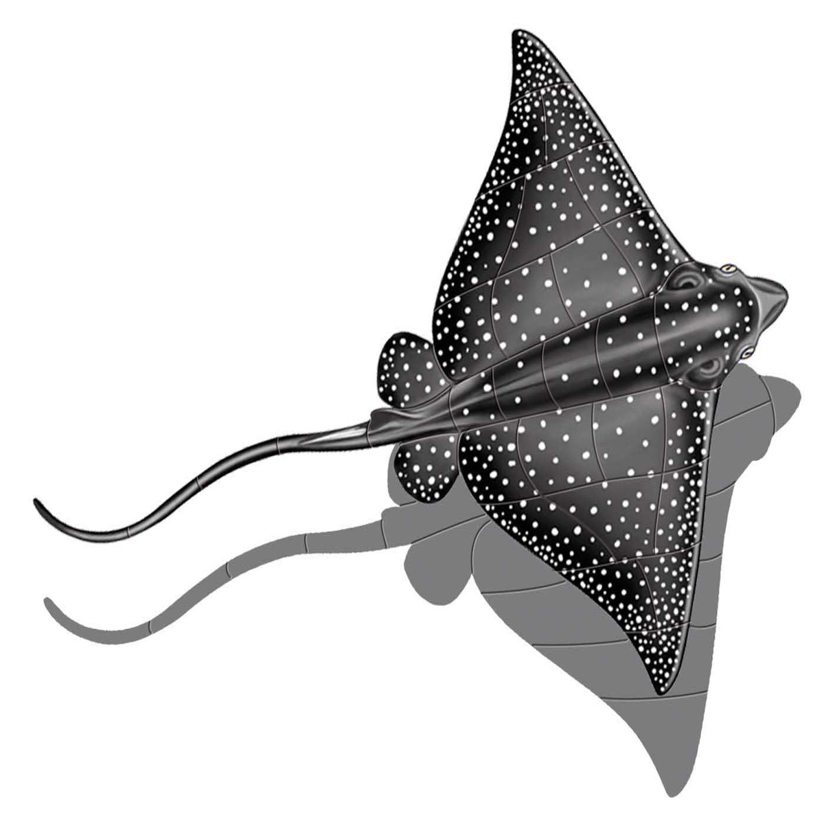 Eagle Ray Porcelain Swimming Pool Mosaic